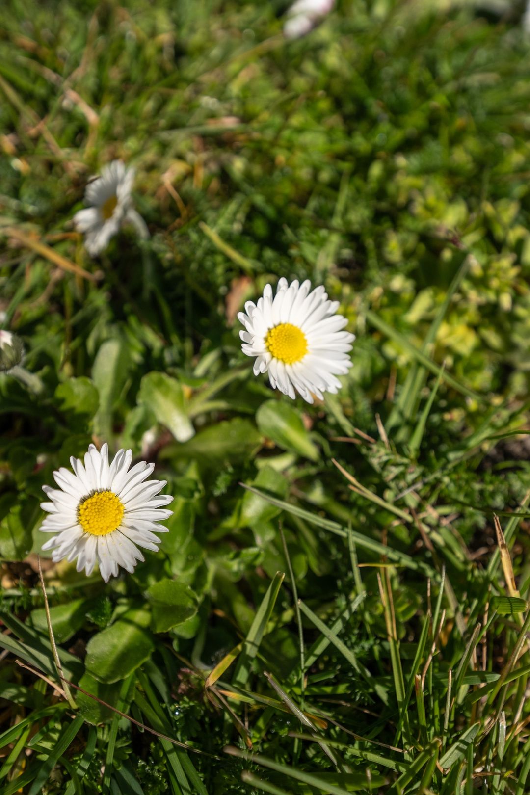 Photo 52 of Roggeslootweg 710