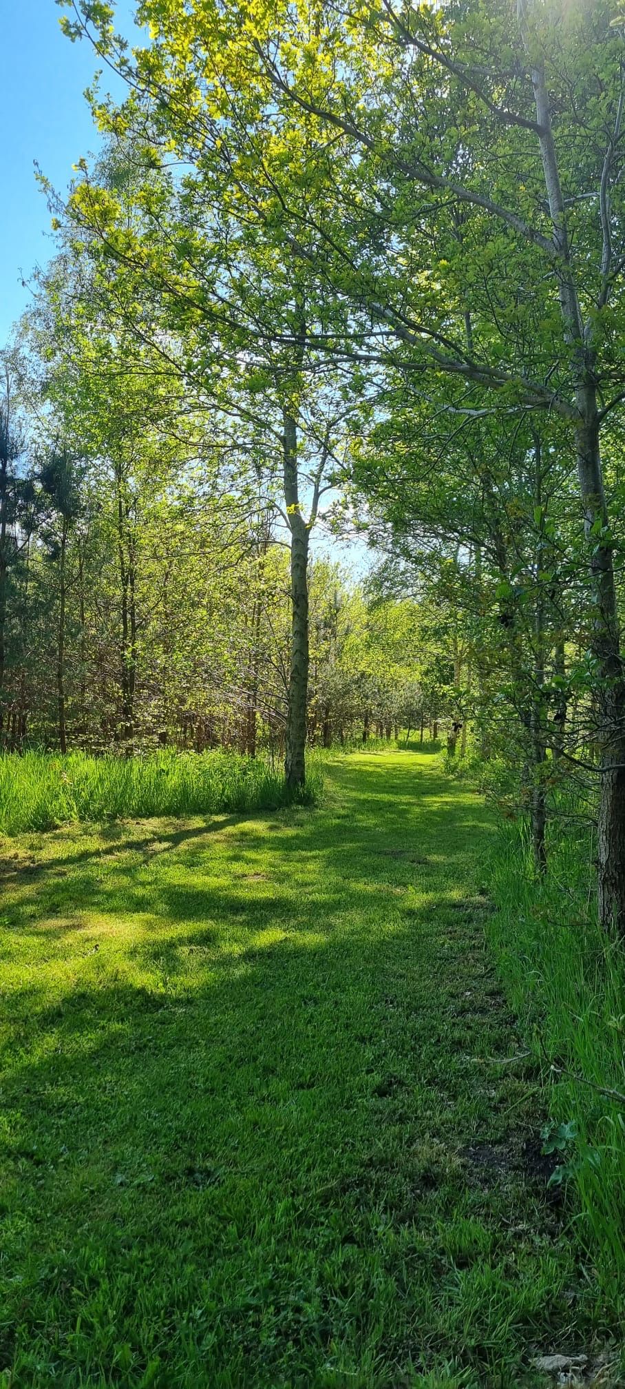 Unique Campsite with Residential Farmhouse in Drenthe Nature Reserve — 40