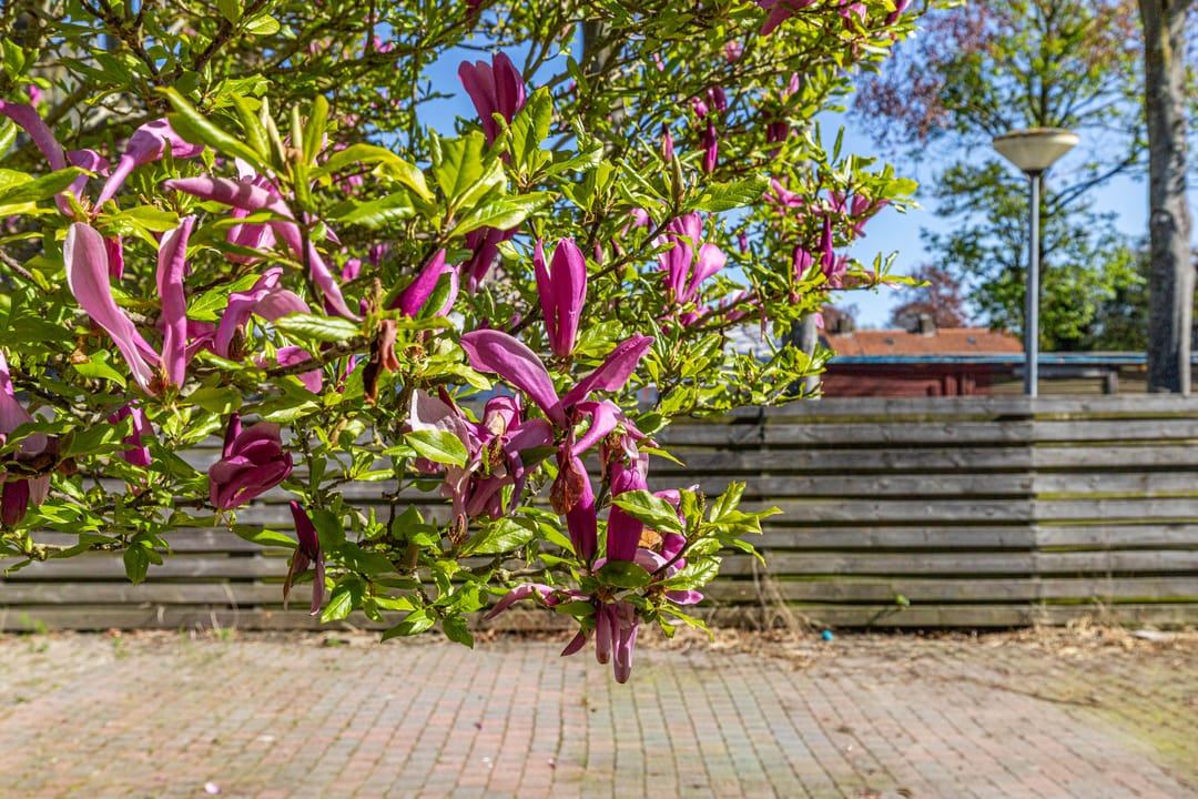 Foto 38 van Dr. Bosstraat 35