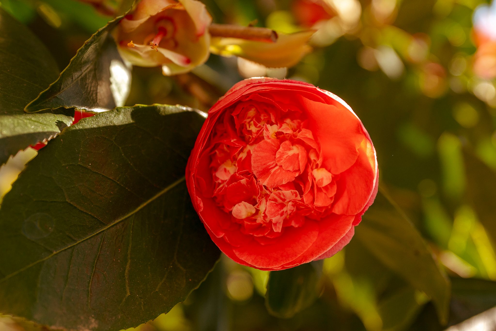 Foto 9 van Frankenstraat 41