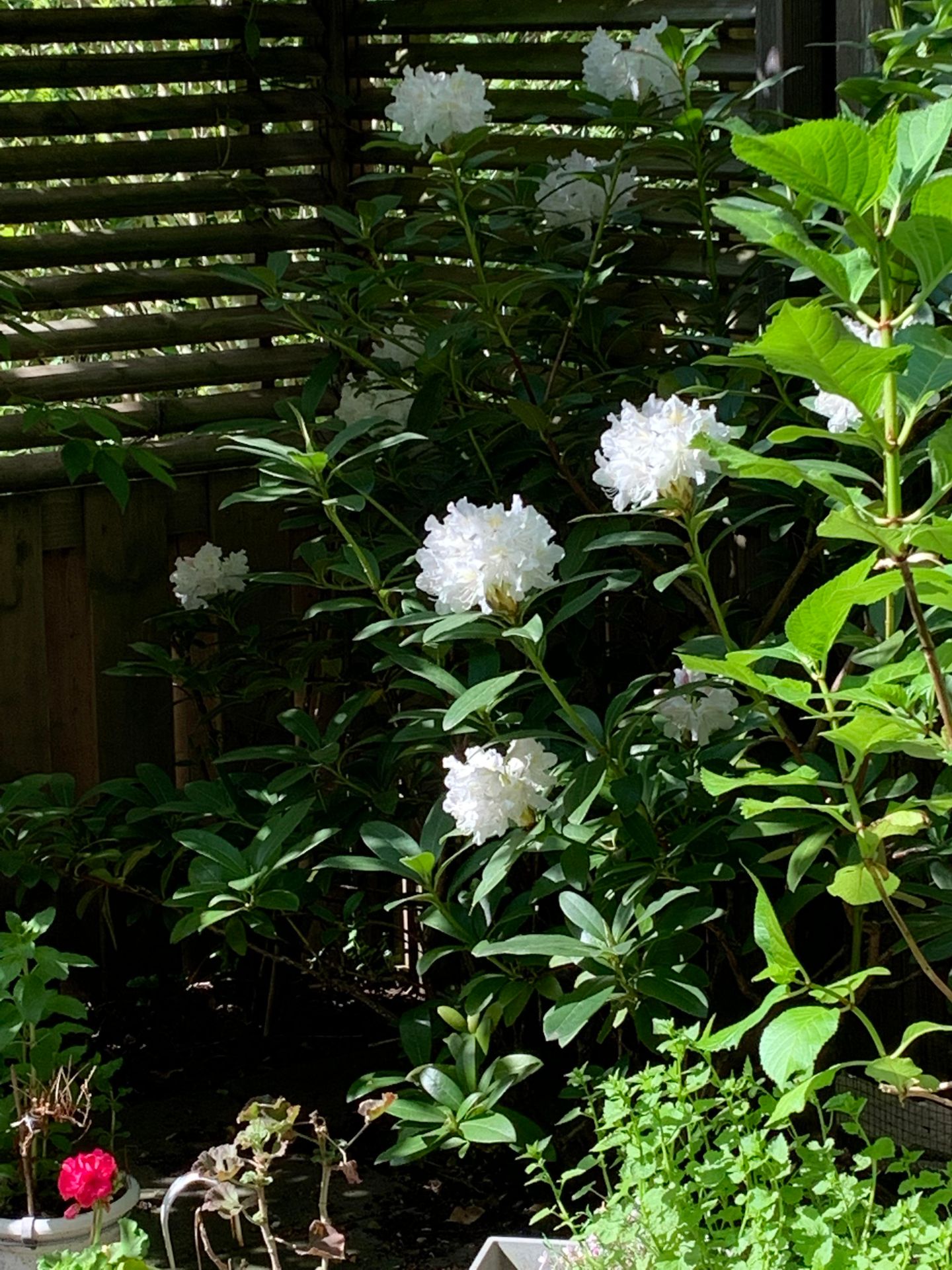 Foto 29 van Van Houweningenstraat 80-H