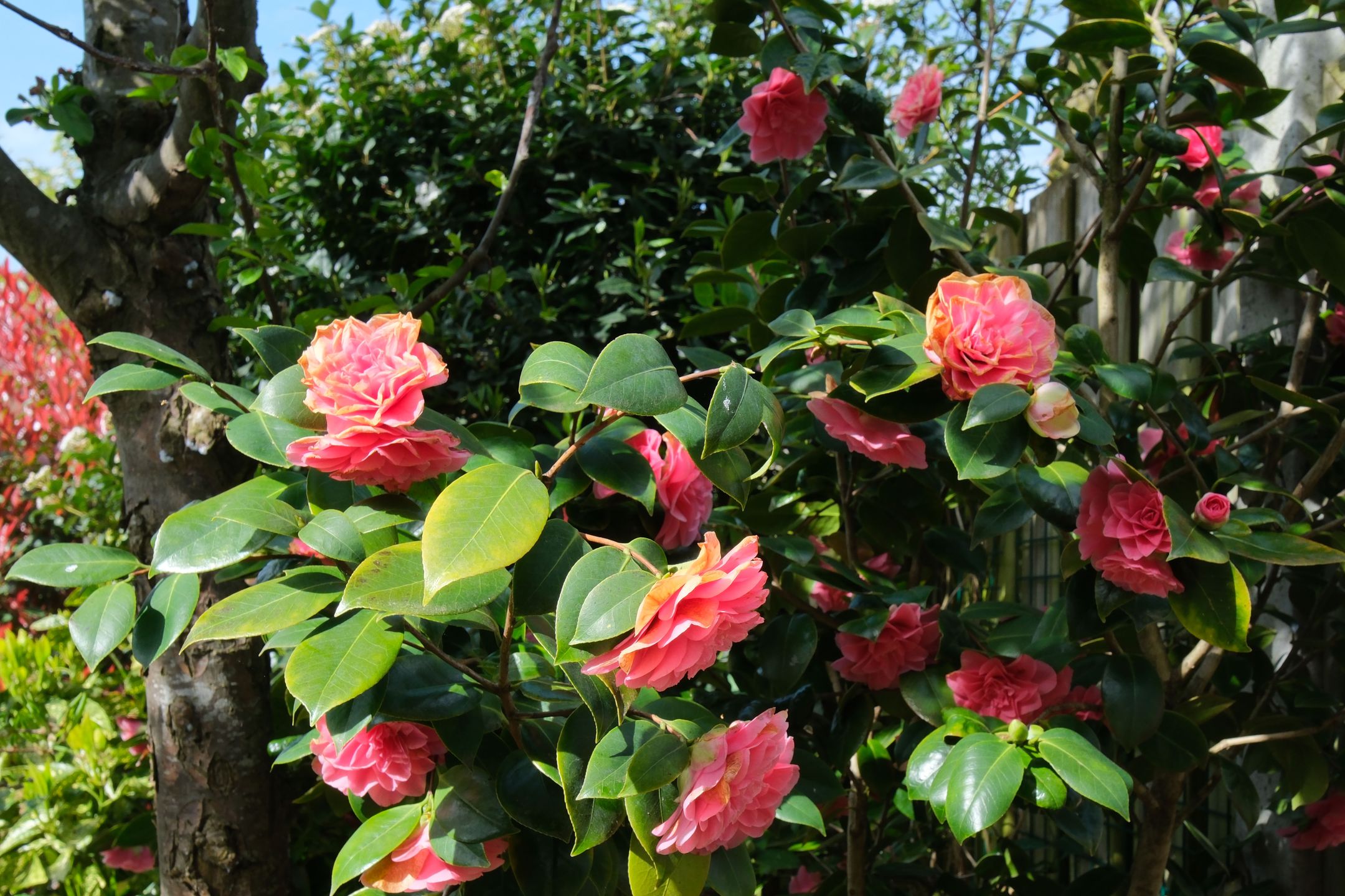 Foto 24 van Ampsen 26