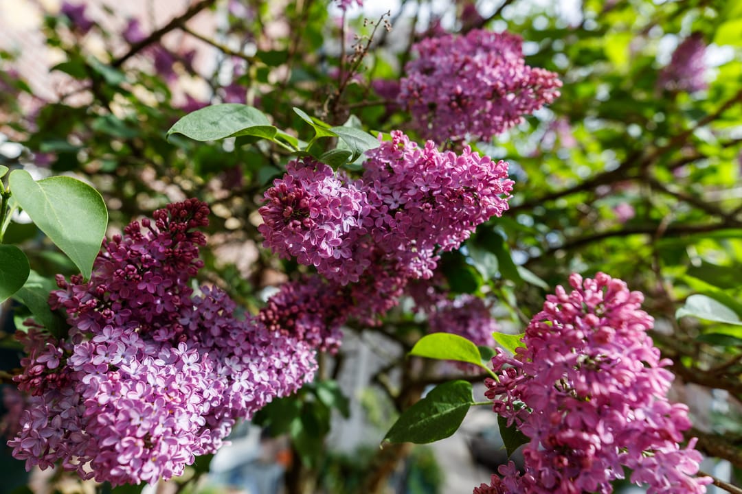 Foto 32 van Nieuwe Koekoekstraat 64