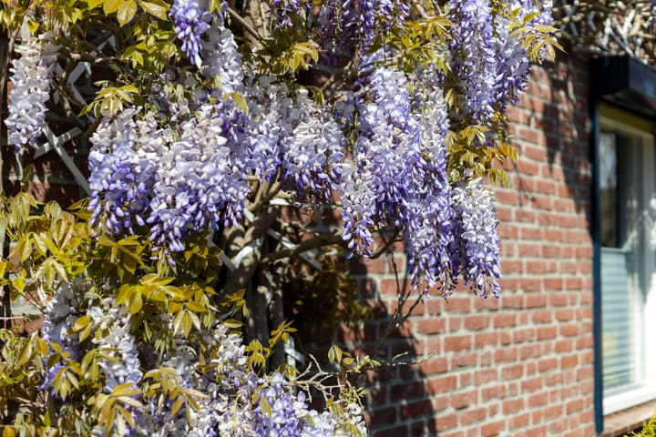 Foto 4 van Nymphenhof 6