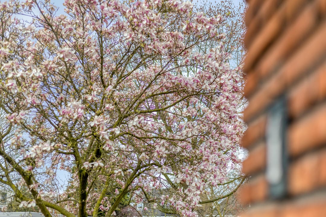 Foto 2 van Madoerastraat 1