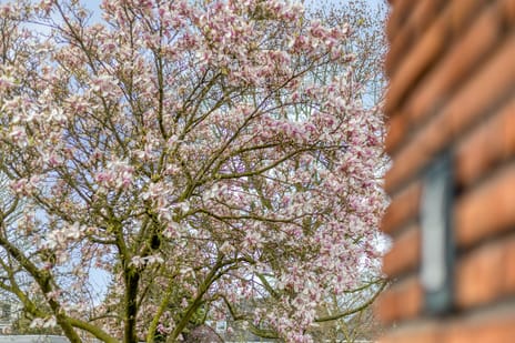 Madoerastraat 1 secondary image