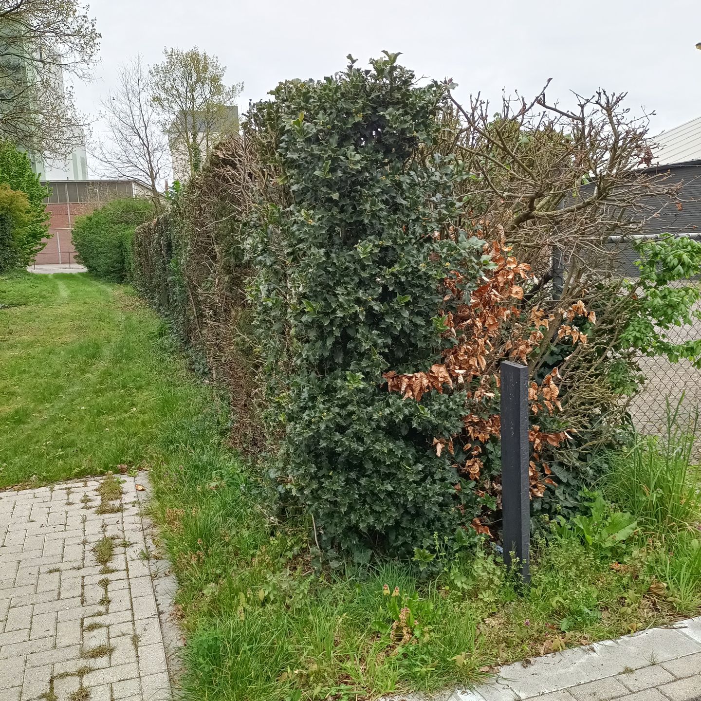 Bekijk foto 4 van Burgemeester de Weichshavenstraat 26