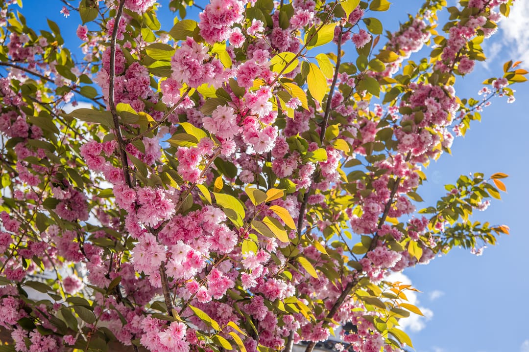 Foto 41 van Bolksbeekstraat 22-A