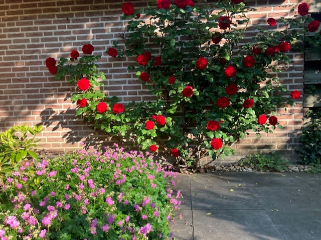 Photo 37 of Harriët Freezerlaan 66