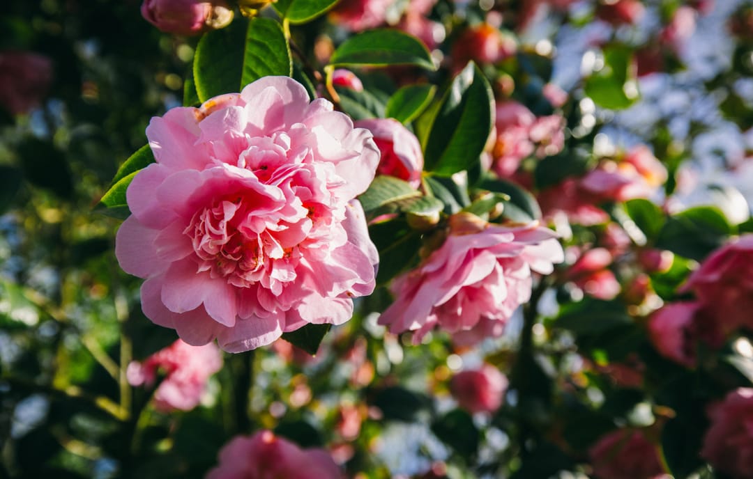 Photo 22 of Boerenerf 11