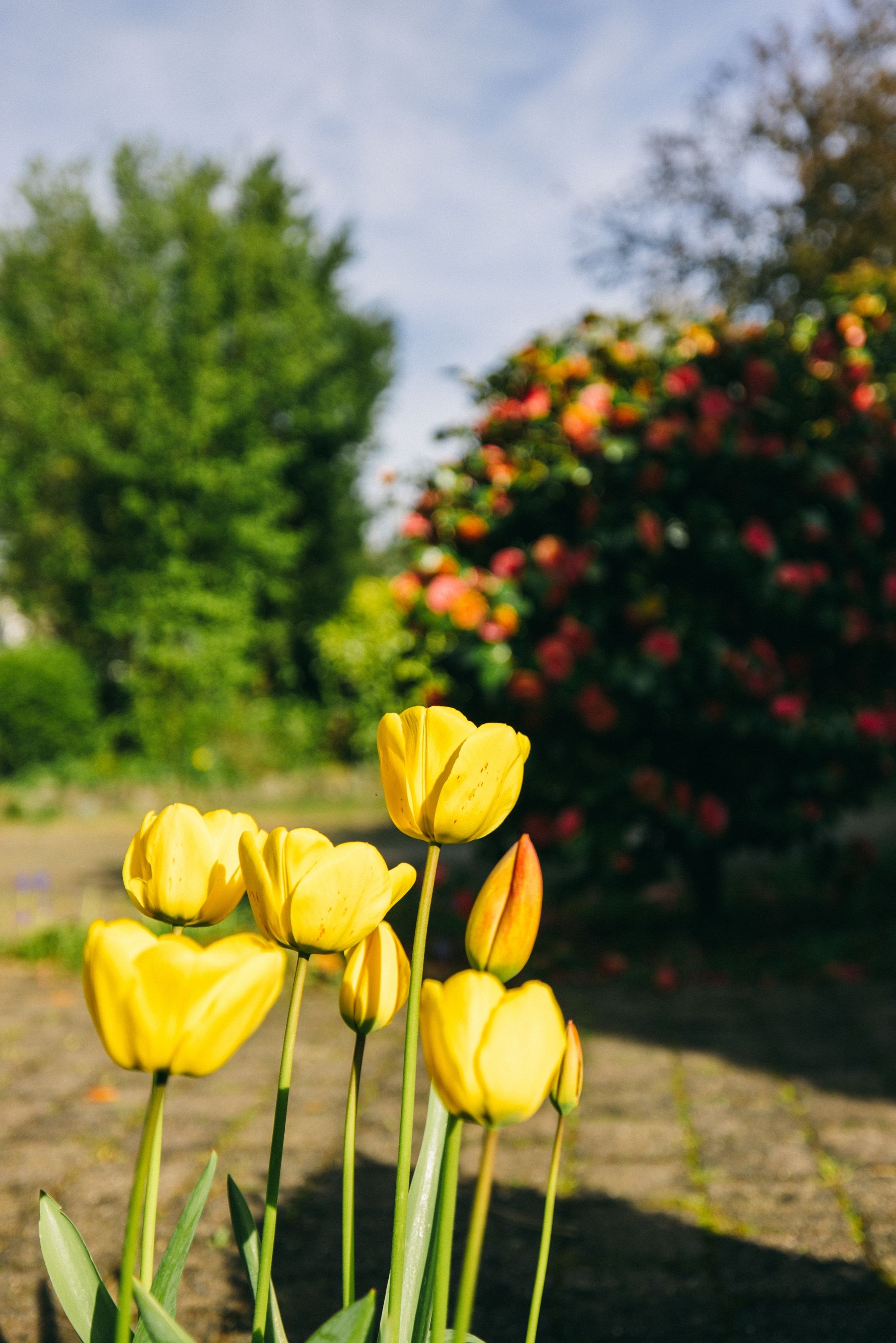 Photo 12 of Boerenerf 11