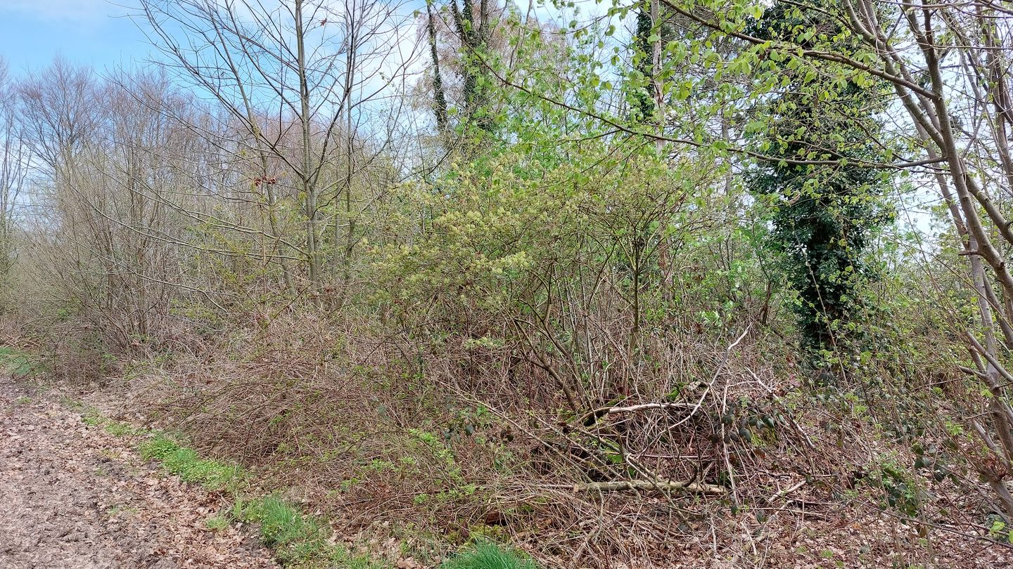 Vanenakkerveldweg - Lottum - Afbeelding 4