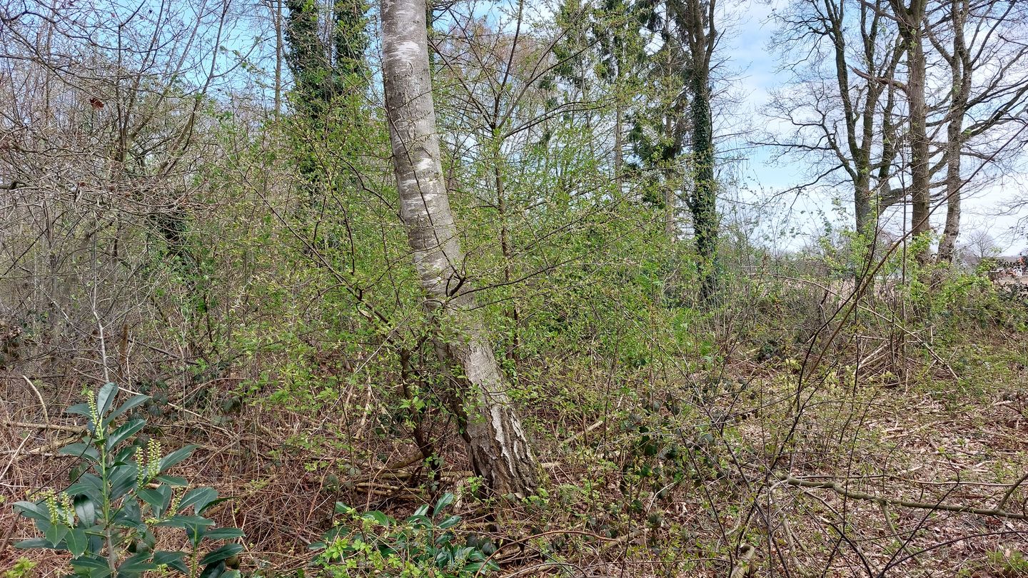 Vanenakkerveldweg - Lottum - Afbeelding 3