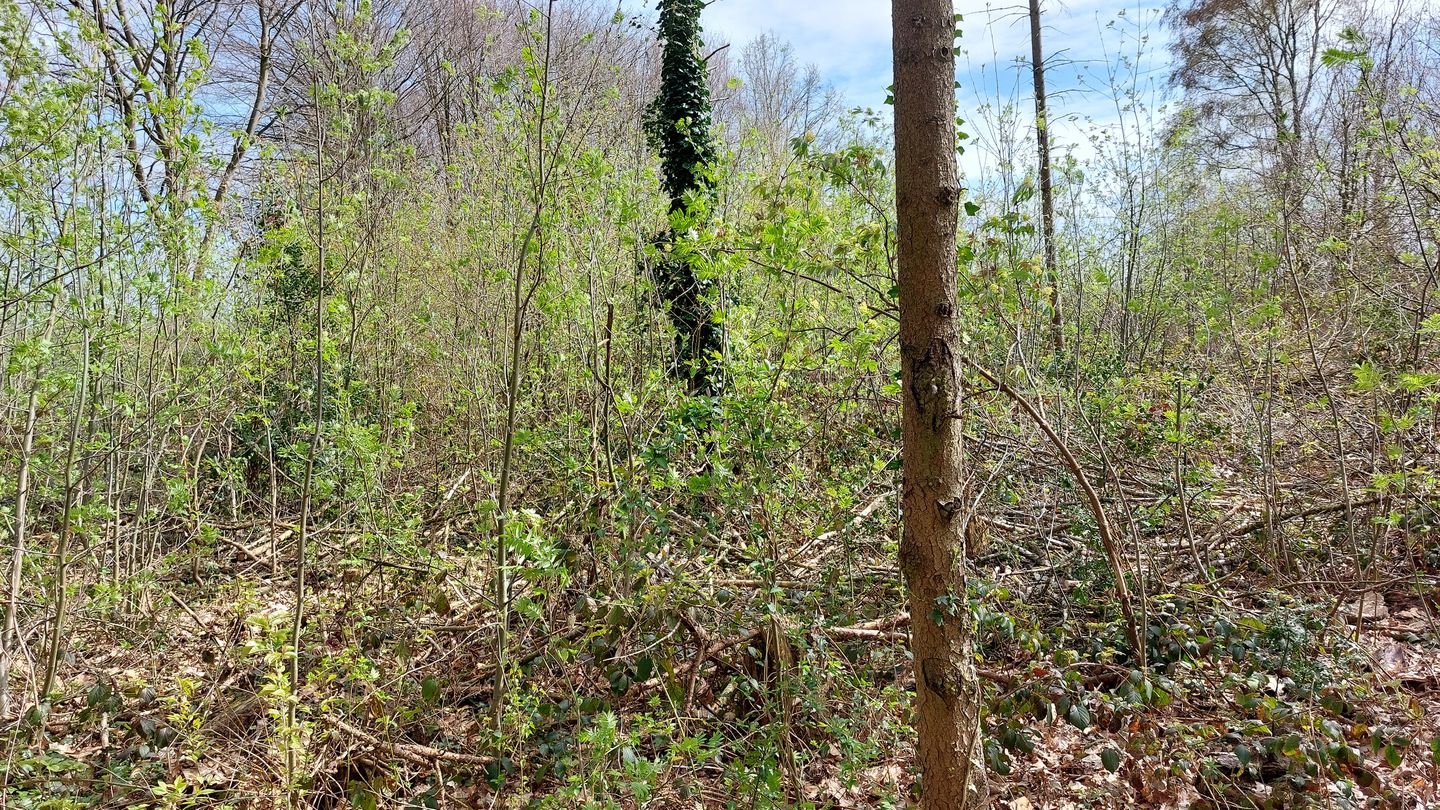 Vanenakkerveldweg - Lottum - Afbeelding 5