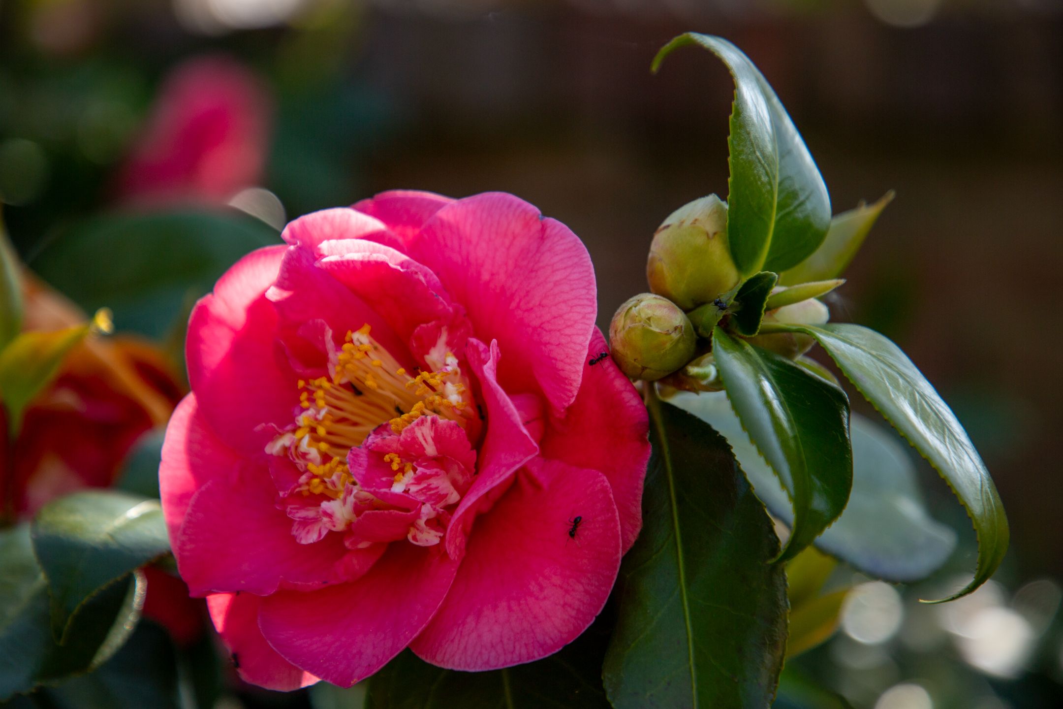 Foto 48 van Churchillstraat 4