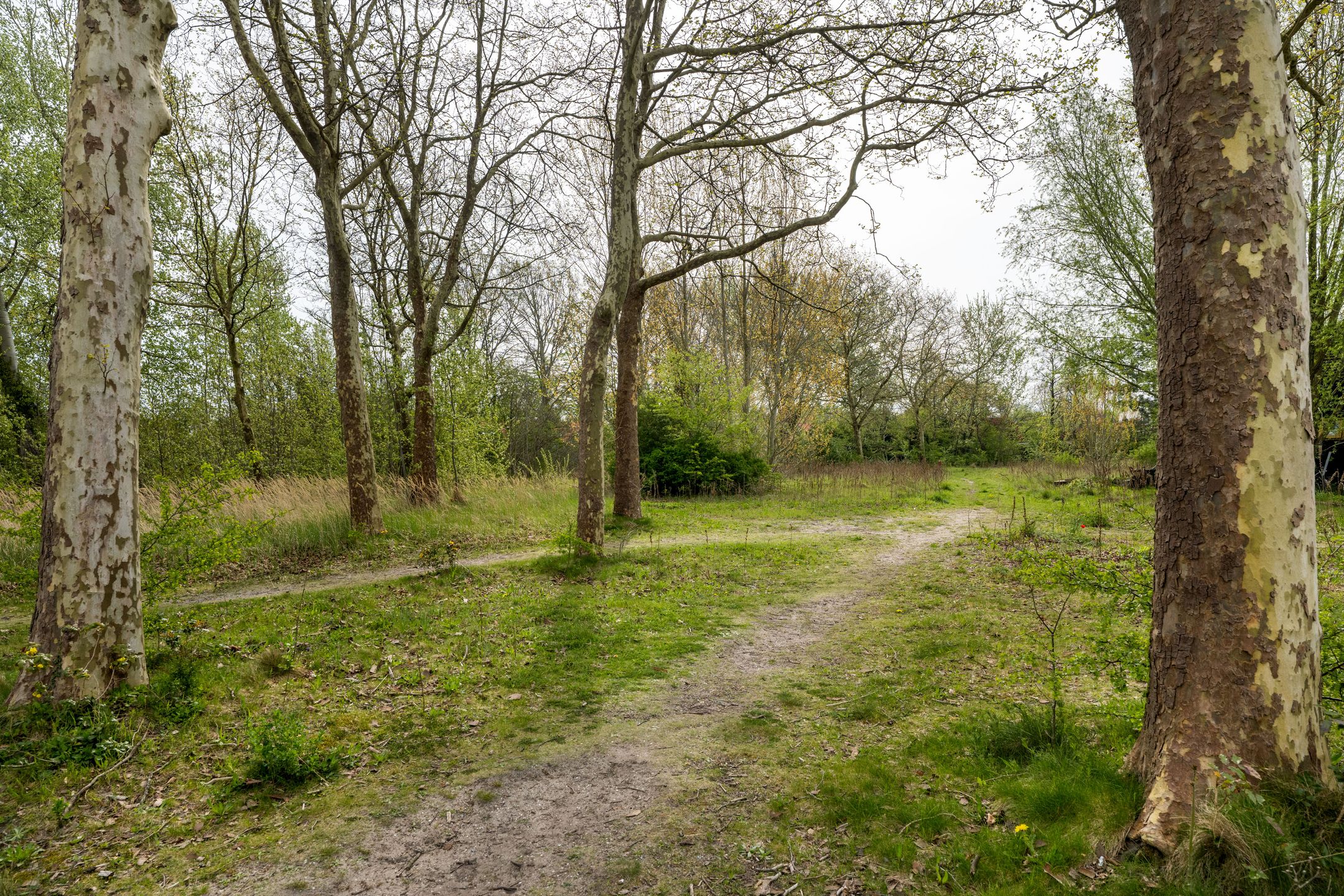 Foto 21 van Cajanuspad 8