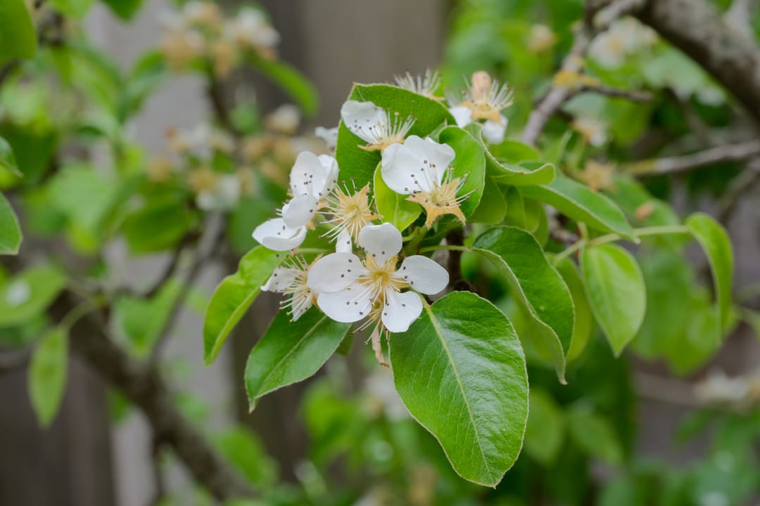 Foto 17 van Clematisstraat 63