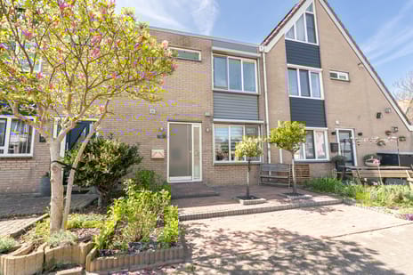 Tapijtschelp thumbnail