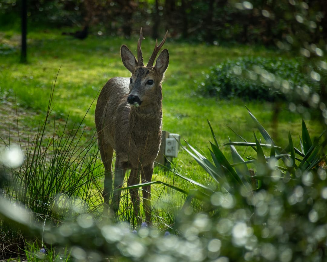 Foto 7 van Smidsstraat 10-A