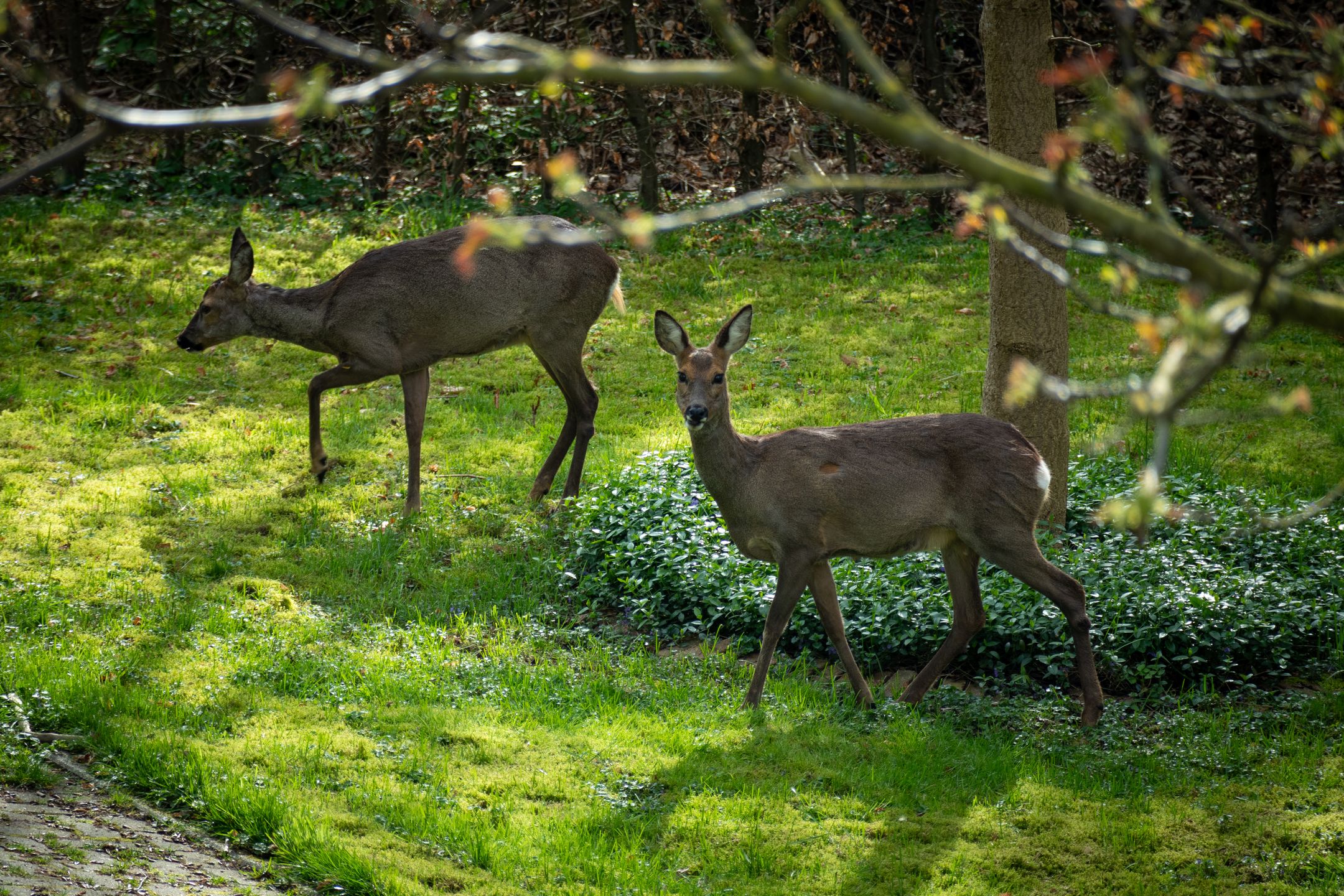 Foto 6 van Smidsstraat 10-A