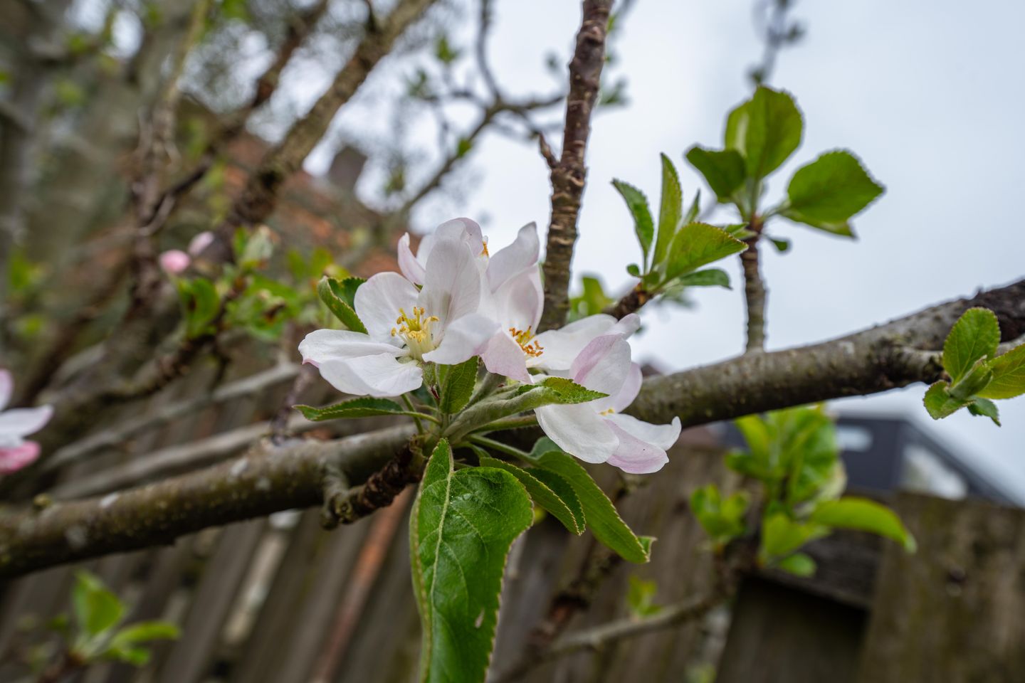 Photo 50 of Dorpsstraat-Oost 49