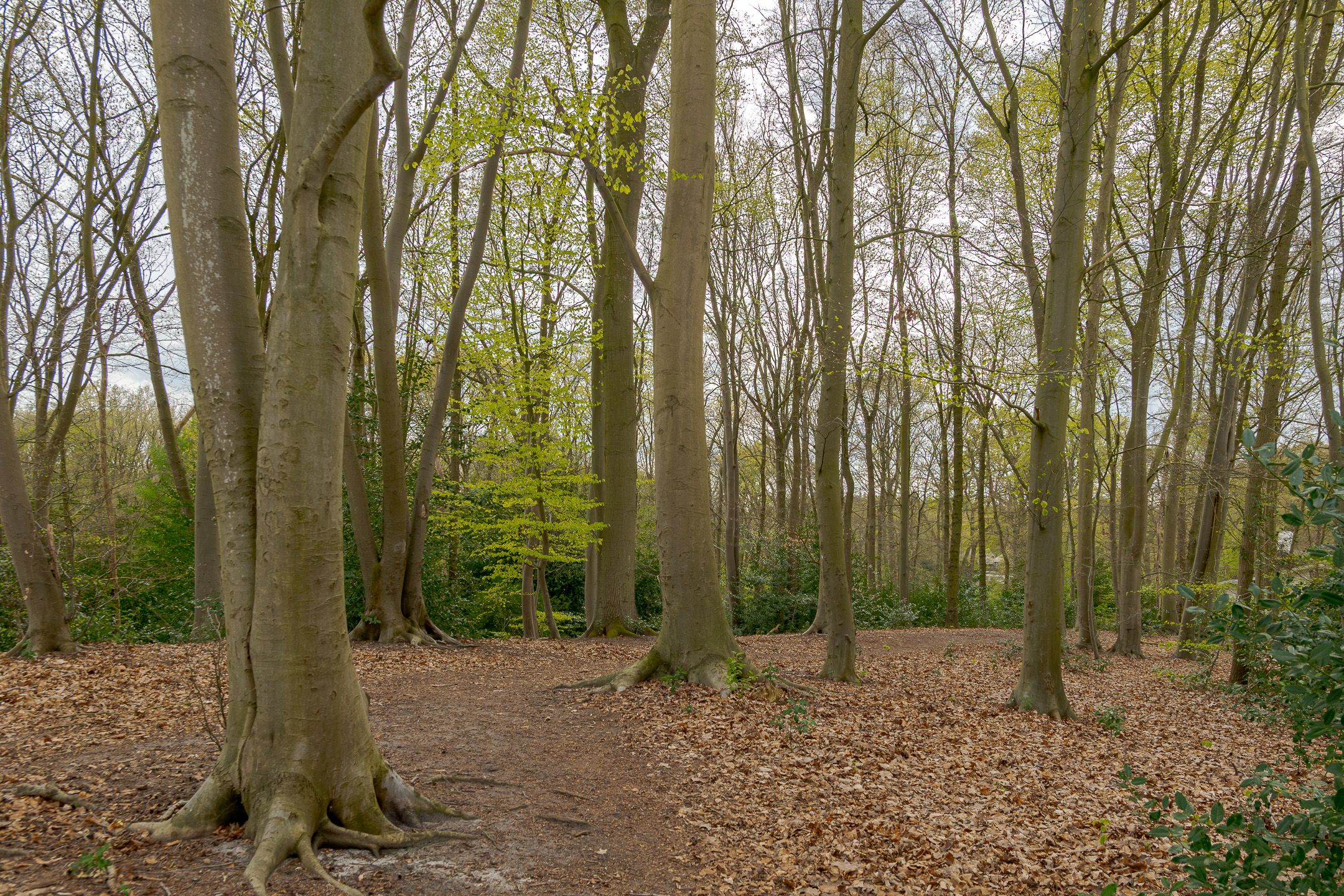 Photo 75 of Berg en Bos 32