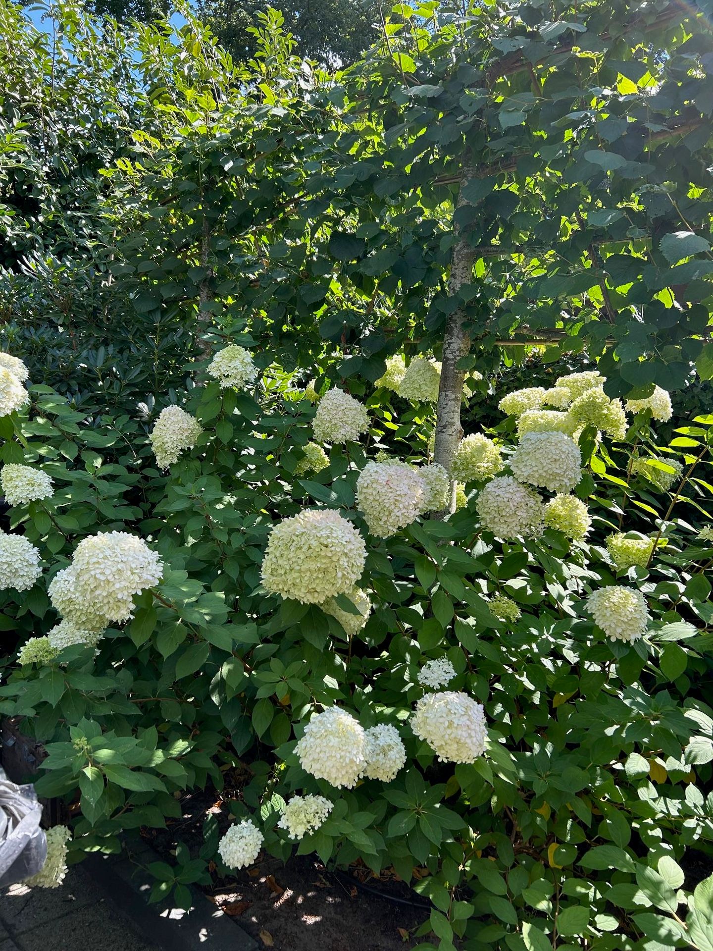 Foto 50 van Hippocrateslaan 17