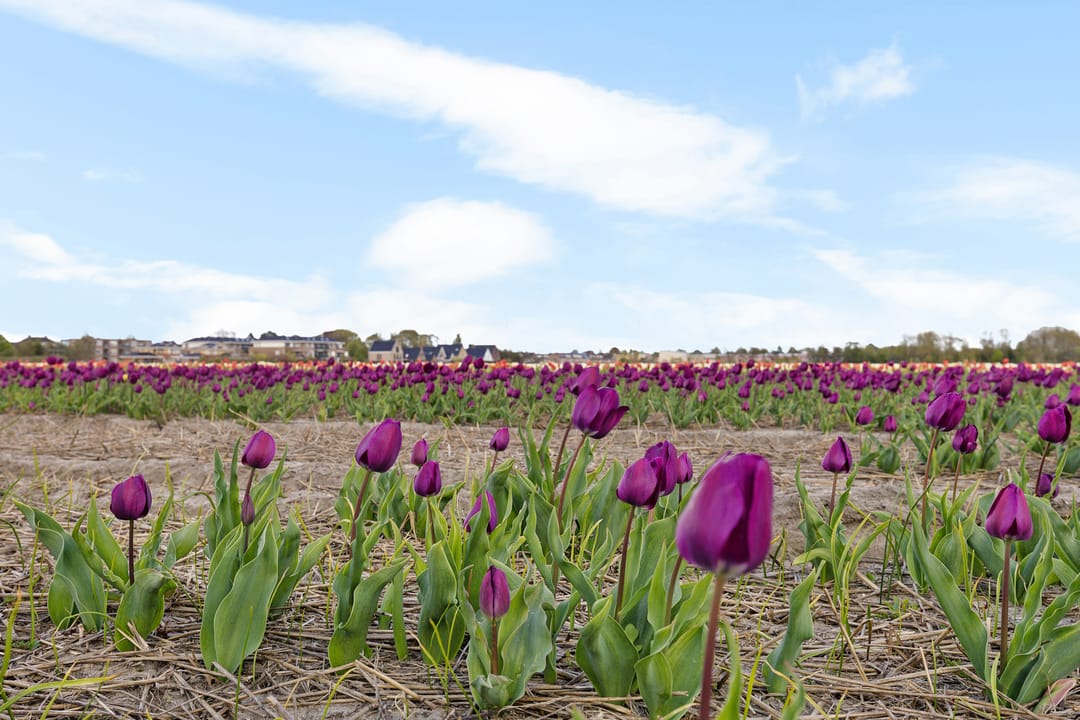 Foto 32 van 2e Loosterweg 62