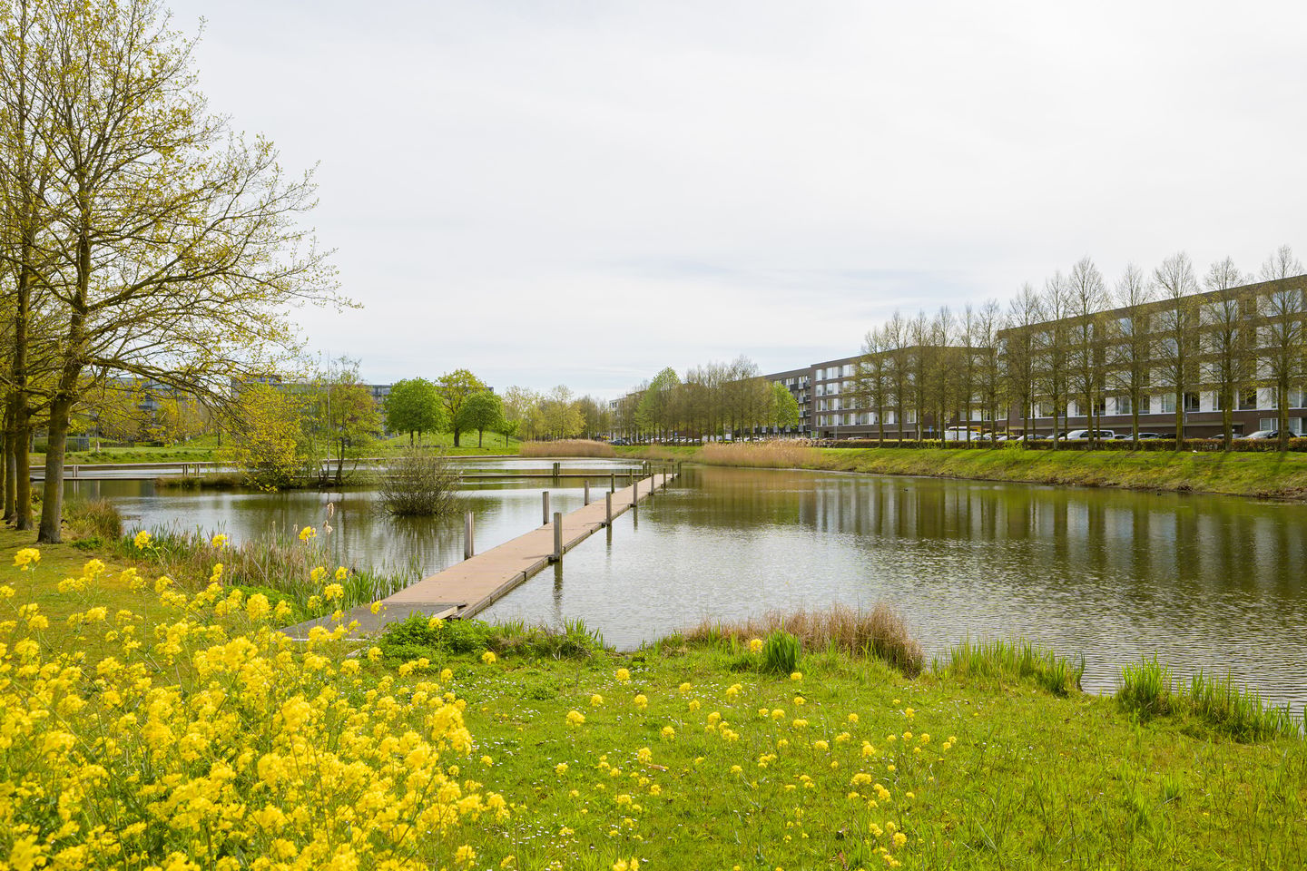Foto 49 van Weerschijnvlinder 6