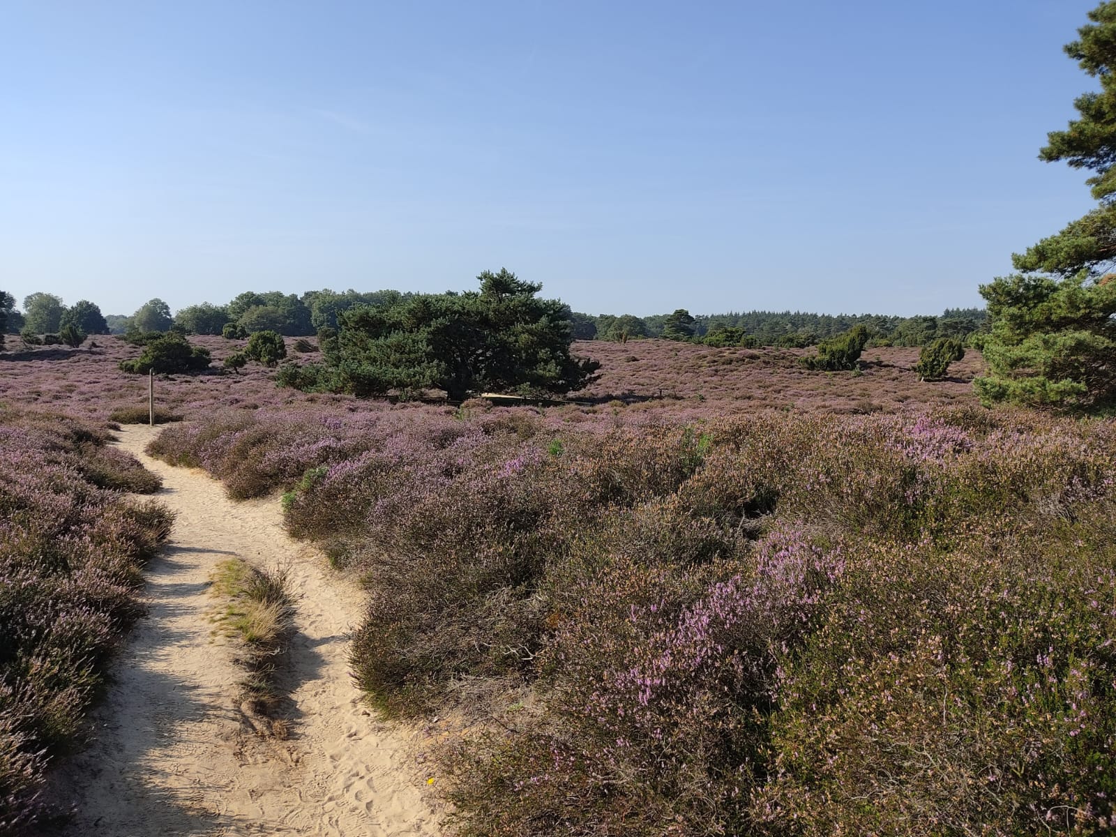 Foto 3 van Hoogte der Heide 10-6