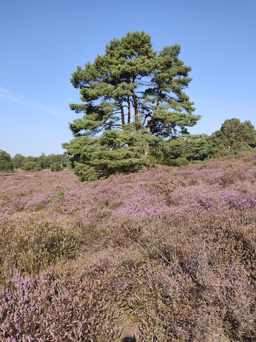 Foto 17 van Hoogte der Heide 10-6