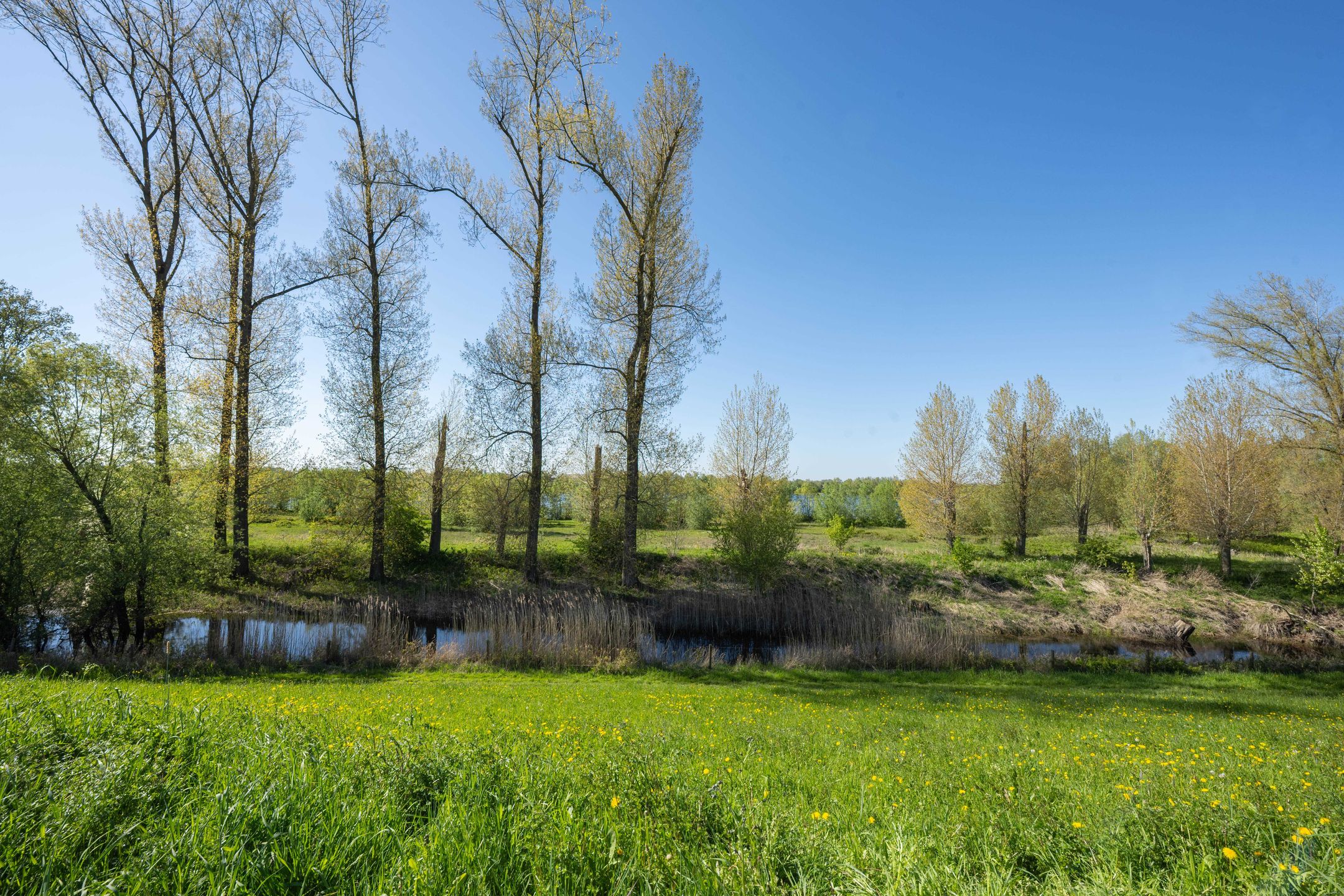 Charming detached home with near park-like garden near the Waal river in Dreumel — 78