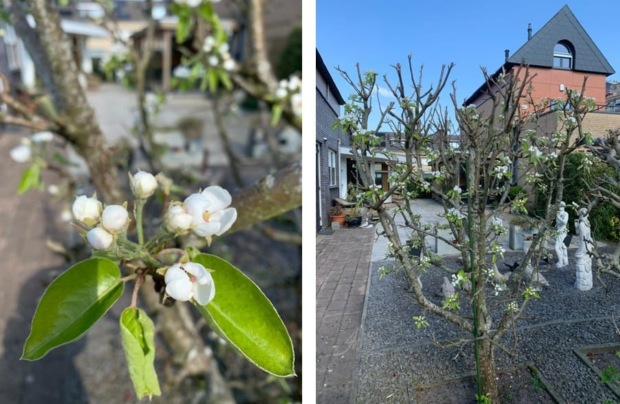 Photo 23 of Zwanebloem 4