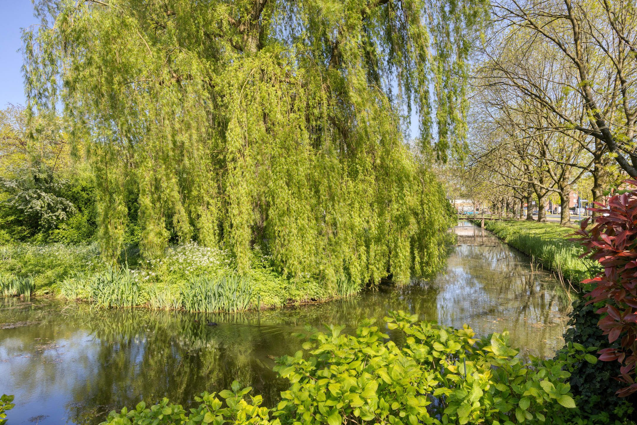 Photo 48 of Weresteijn 1