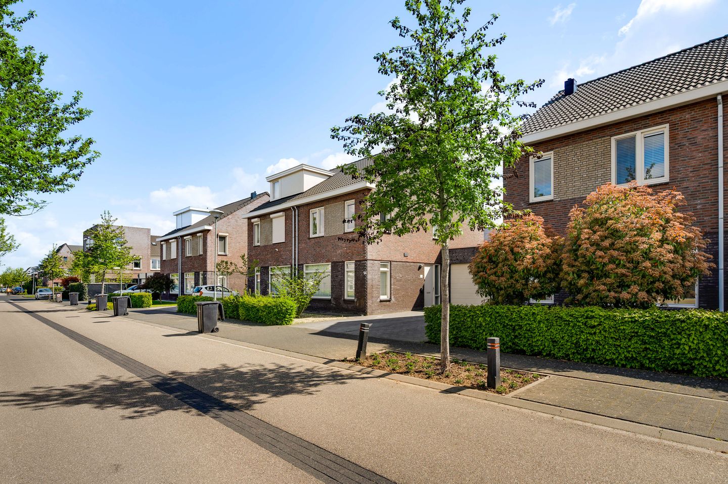 Photo 20 of Groene Specht 12