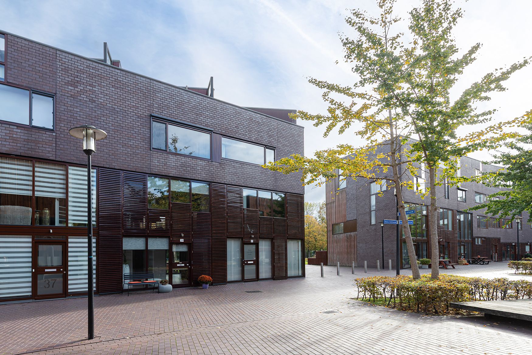 Kokardebloem 39 