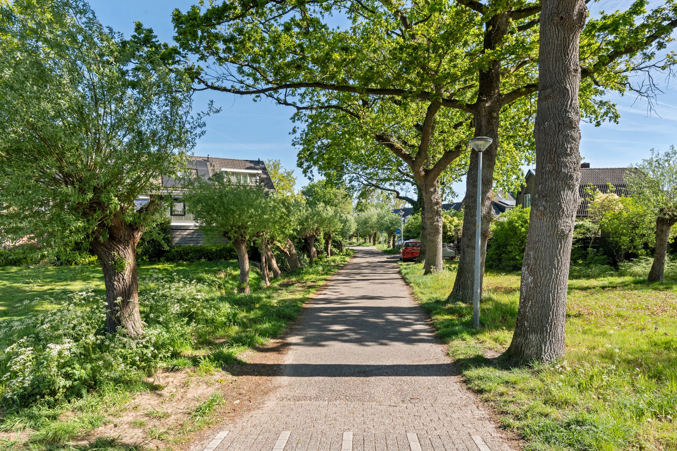 Photo 6 of Boterbloem 57
