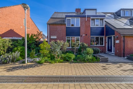 Zonnebloem thumbnail