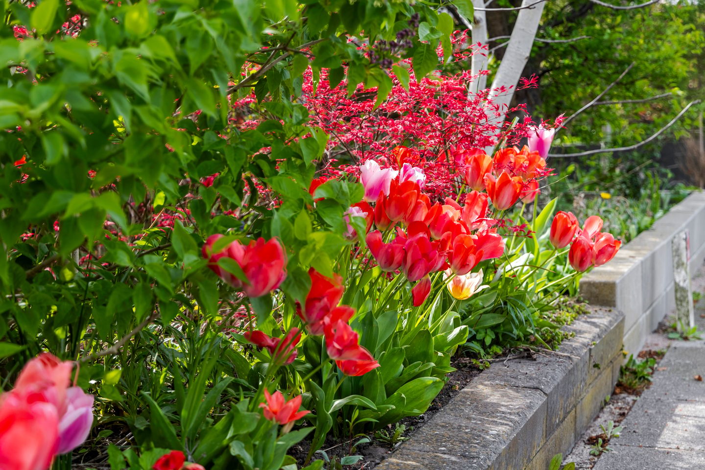 Foto 10 van Brederostraat 53