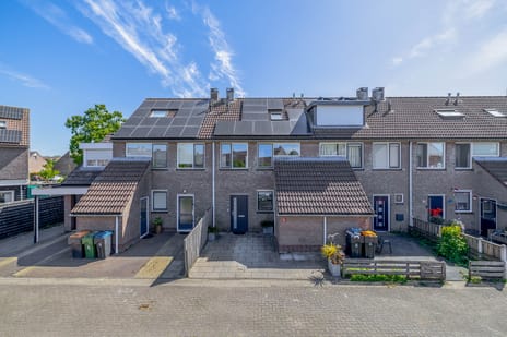 Paardebloem thumbnail
