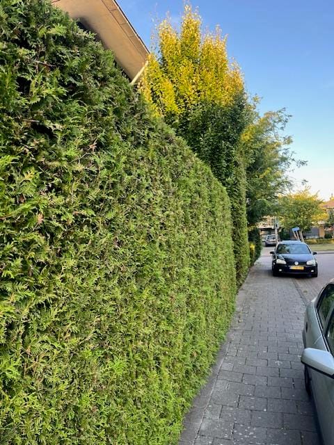 Foto 45 van Naaldvaren 3