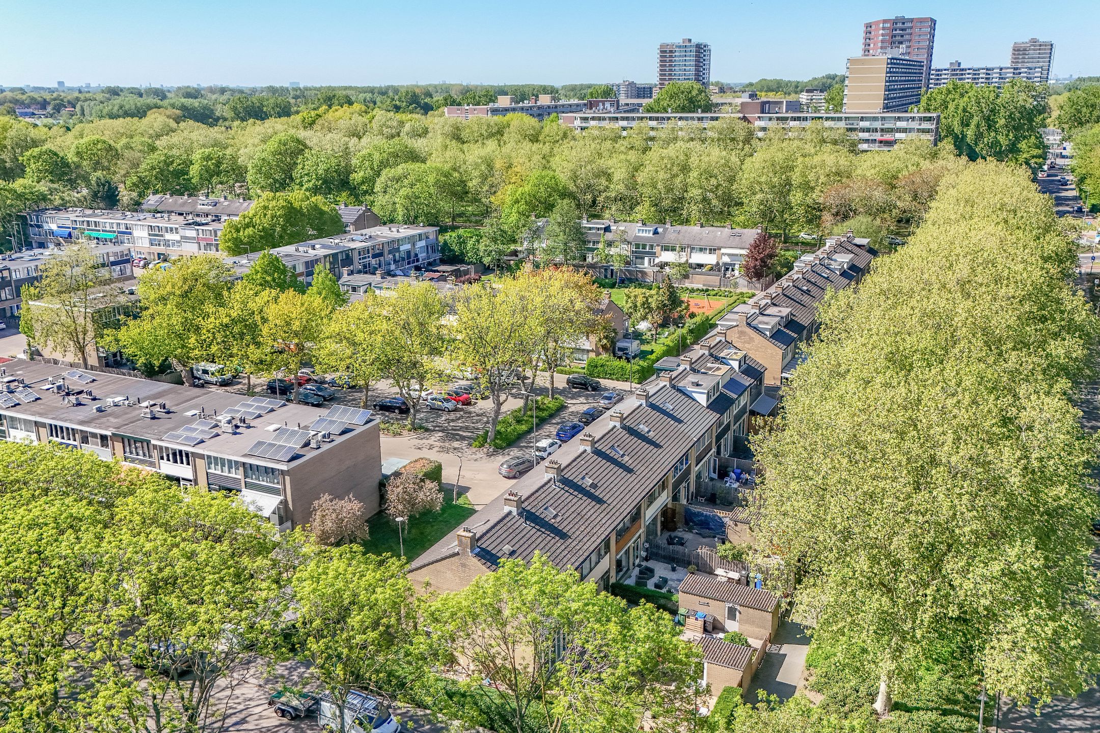 Foto 45 van Trompetbloem 18