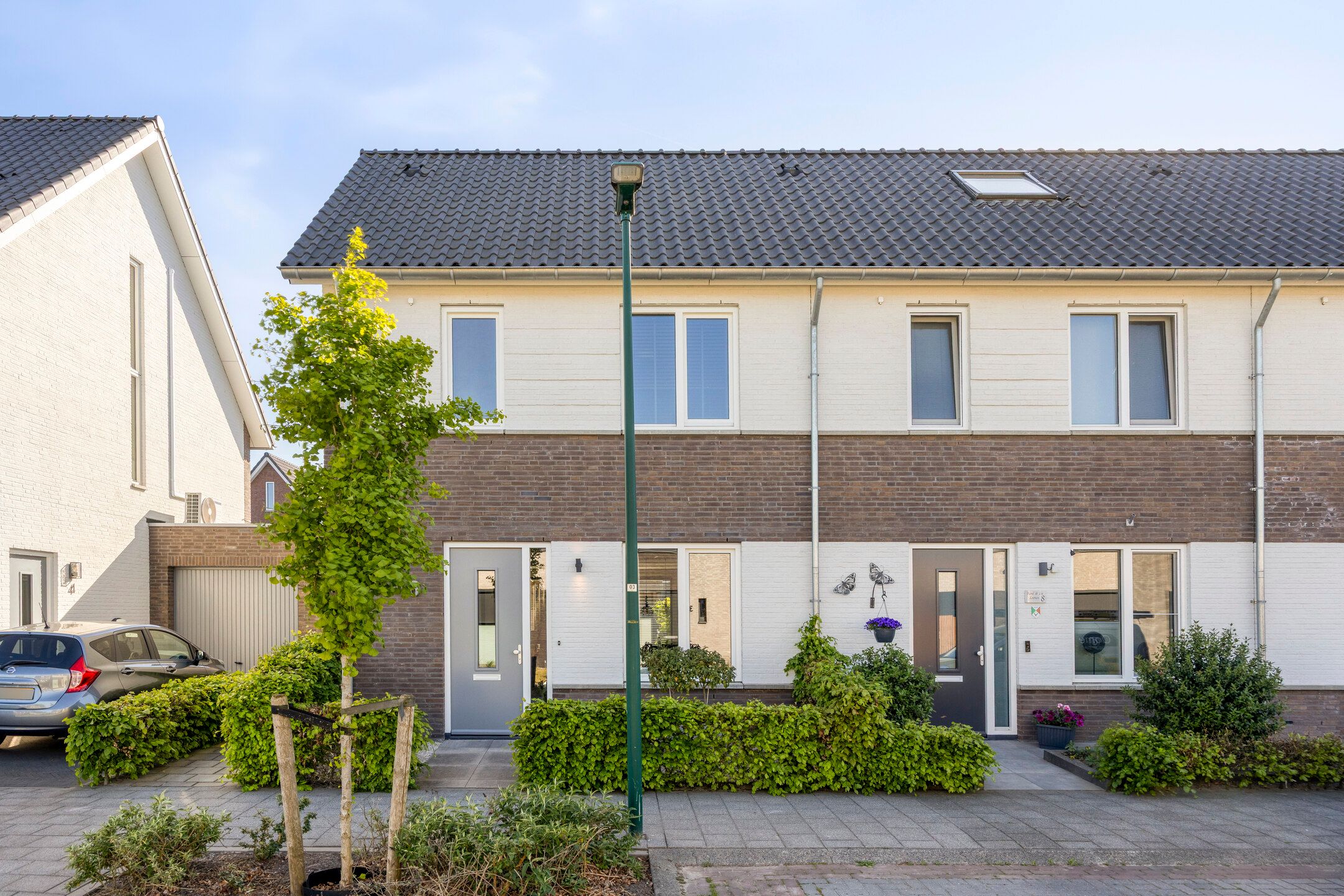 Paardebloem 6 