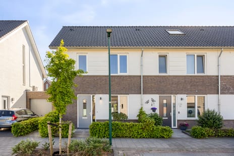 Paardebloem thumbnail