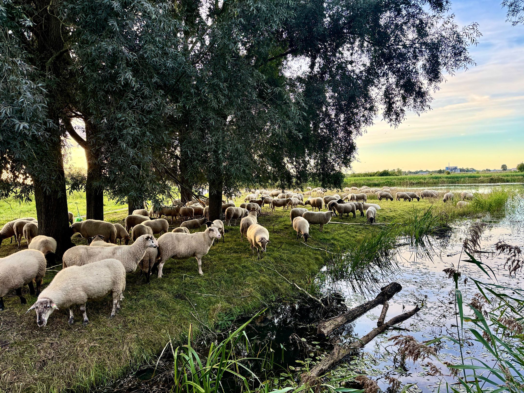Photo 51 of Rammersveld 34