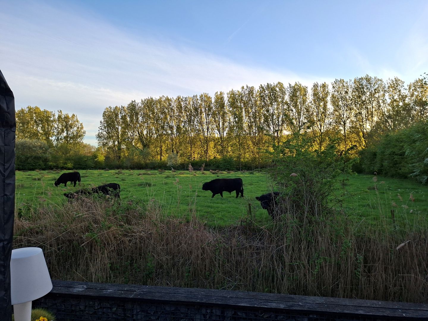 Photo 49 of Boomdijk 7