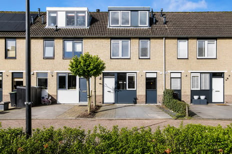 Blauwe Zegge thumbnail