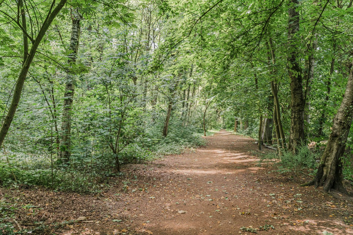 Photo 65 of Klaproos 1
