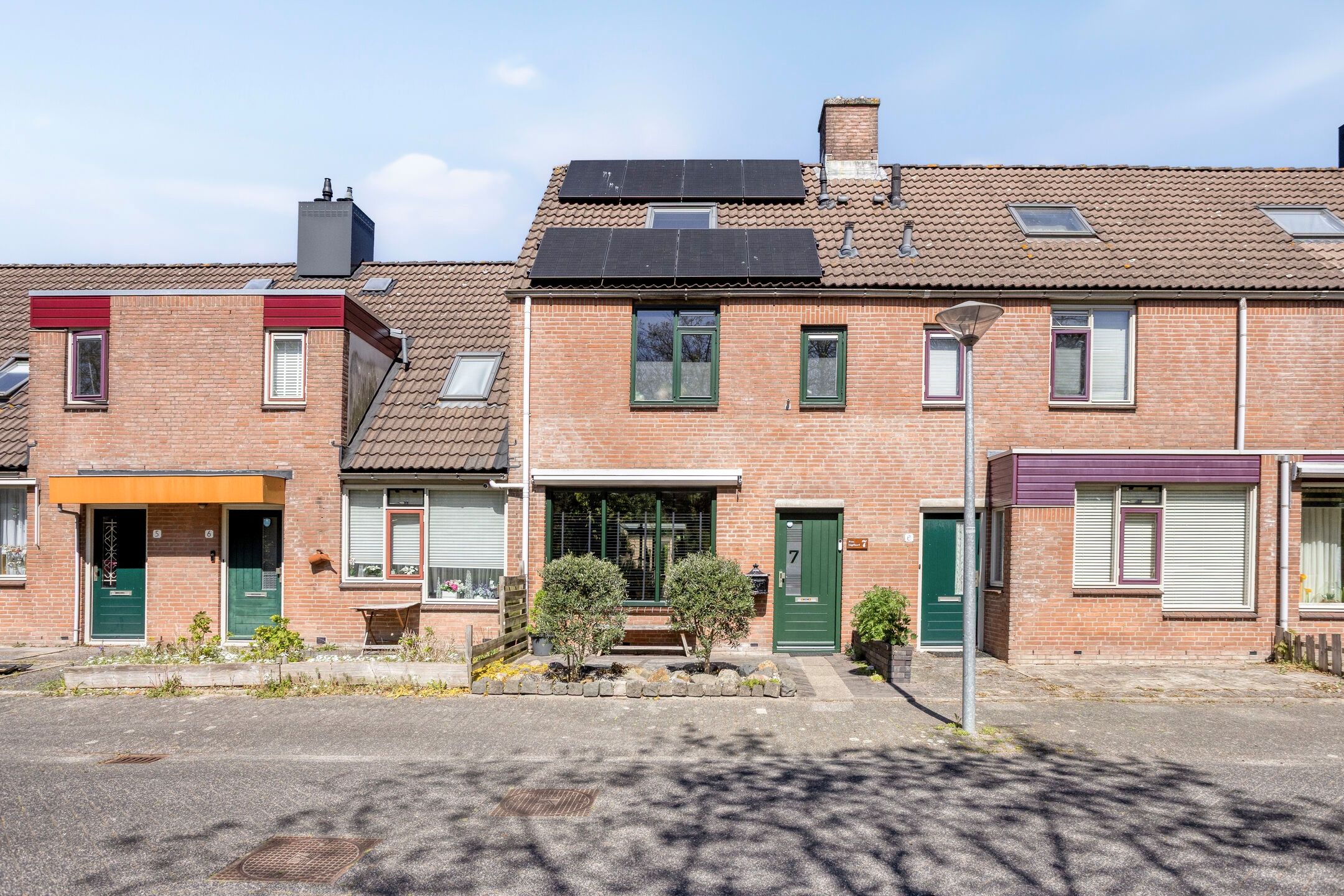Paardebloem 7 