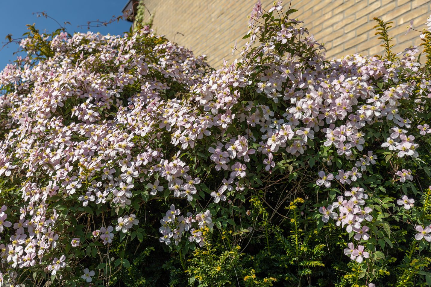 Photo 35 of Prunuslaan 55